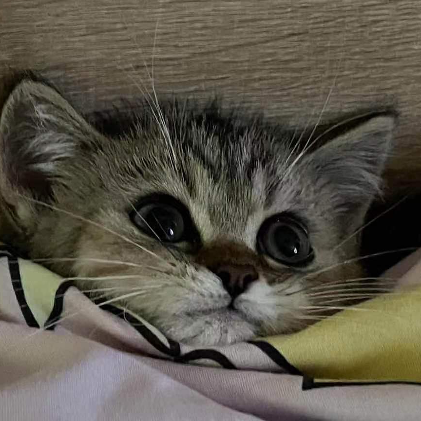 ������